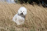 BICHON FRISE 031